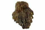 Fossil Ankylosaur Tooth - Montana #108127-1